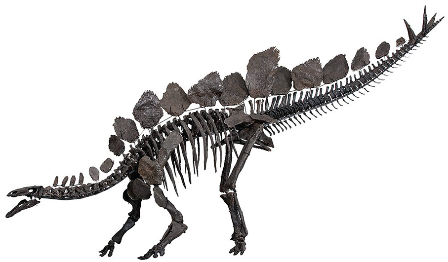 Stegosaurus stenops Stegosaurus stenops - AVPH