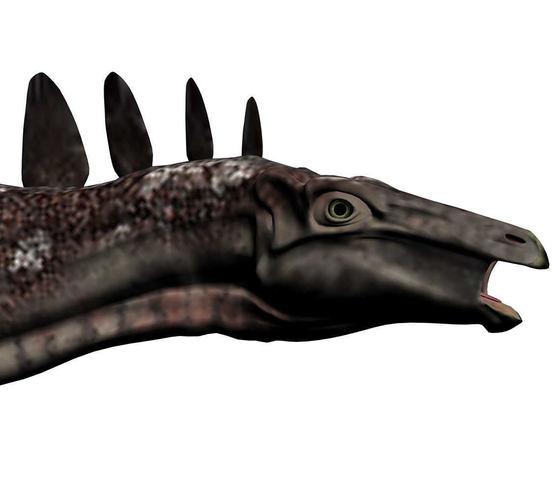 Stegosaurus ungulatus Stegosaurus ungulatus - AVPH