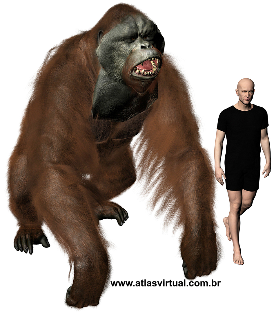 Gigantopithecus - AVPH