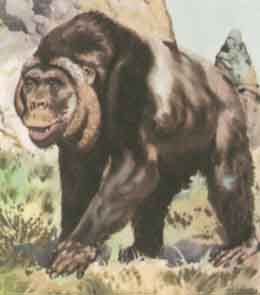 Gigantopithecus - AVPH