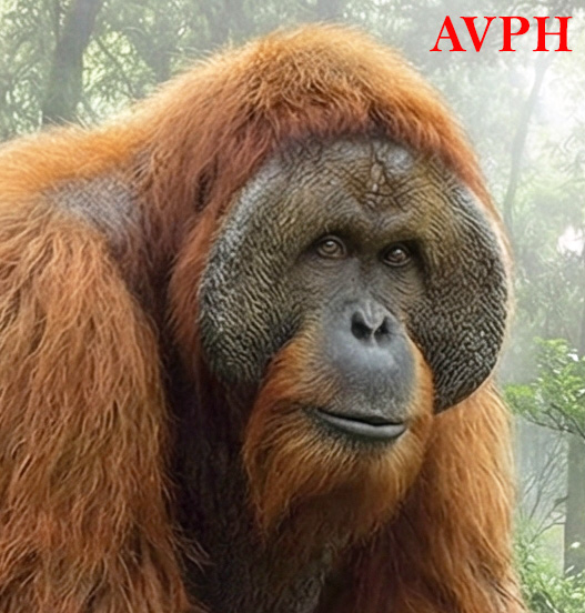 Gigantopithecus blacki - AVPH