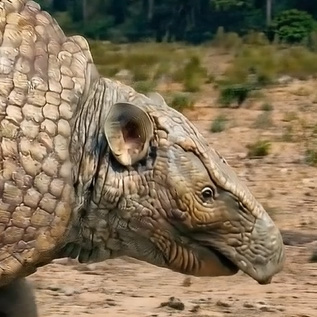 Holmesina septentrionalis - AVPH