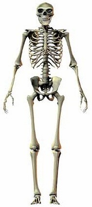 Homo antecessor - AVPH