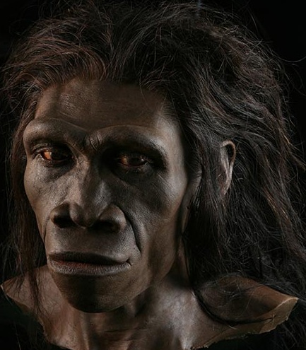 Homo erectus - AVPH