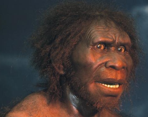Homo erectus - AVPH