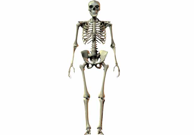 Homo erectus - AVPH
