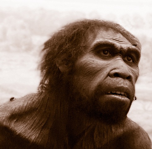 Homo ergaster - AVPH