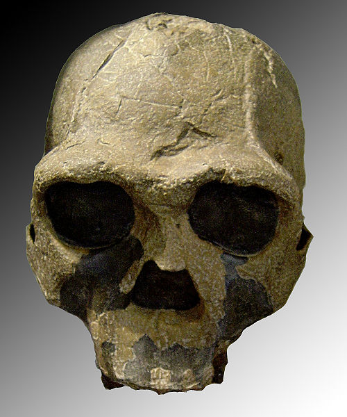 Homo ergaster - AVPH