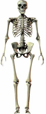 Homo ergaster - AVPH
