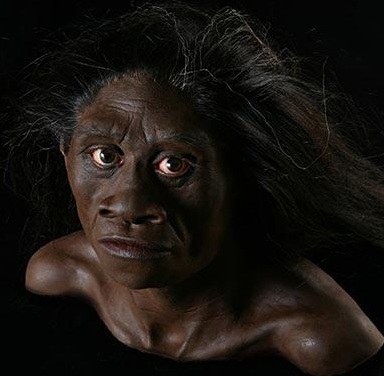 Homo floresiensis - AVPH