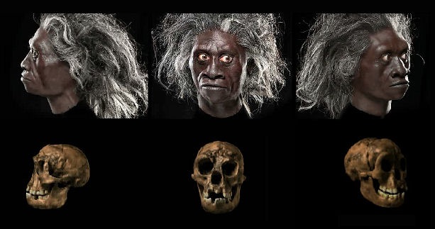Homo floresiensis - AVPH