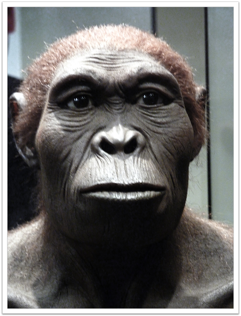 Homo habilis - AVPH