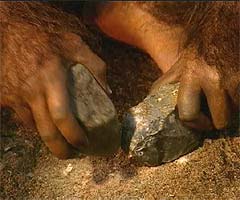 Homo habilis - AVPH