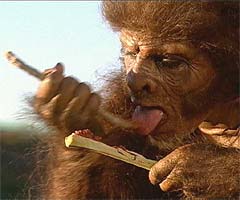 Homo habilis - AVPH