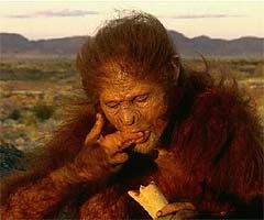 Homo habilis - AVPH