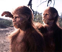 Homo habilis - AVPH