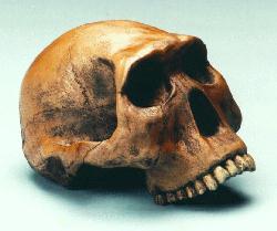 Homo habilis - AVPH
