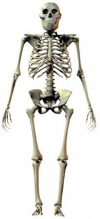 Homo habilis - AVPH