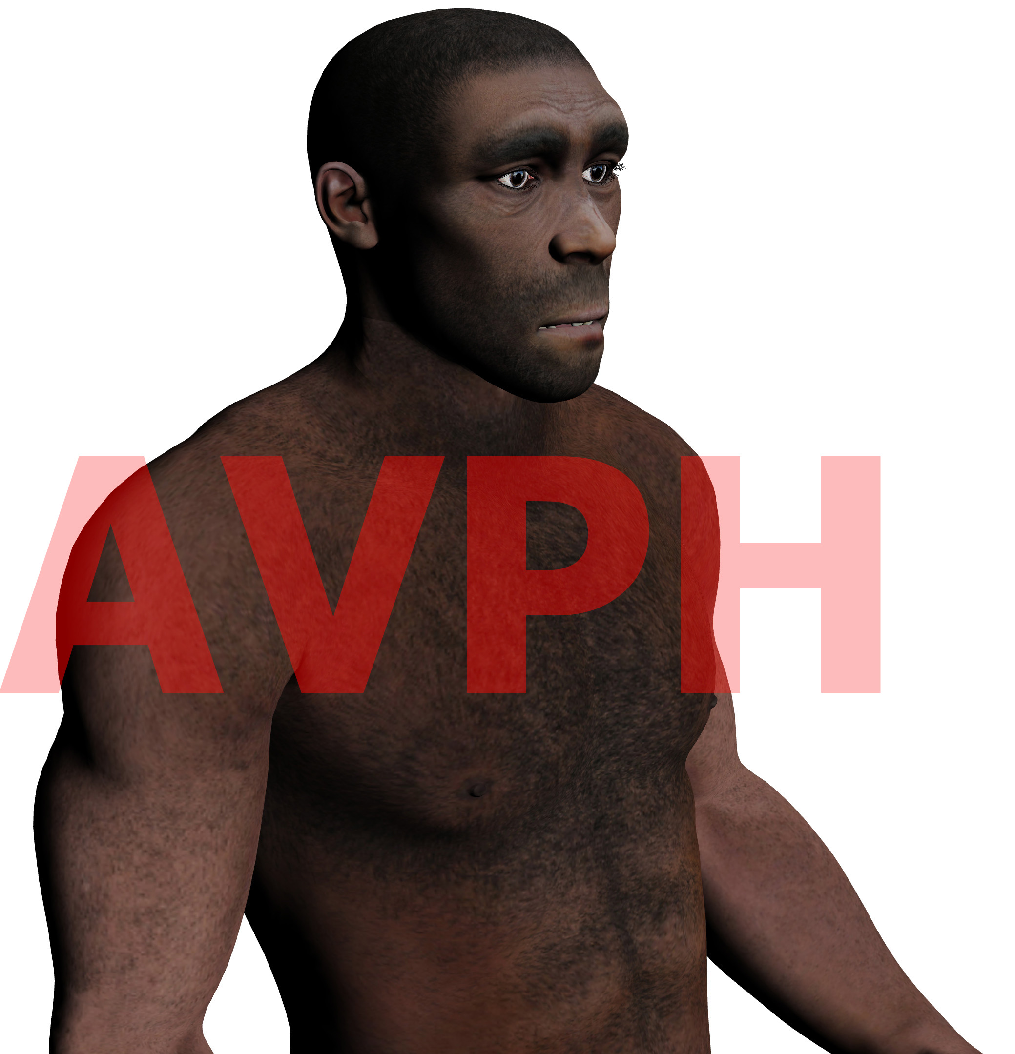 Homo luzonensis - AVPH