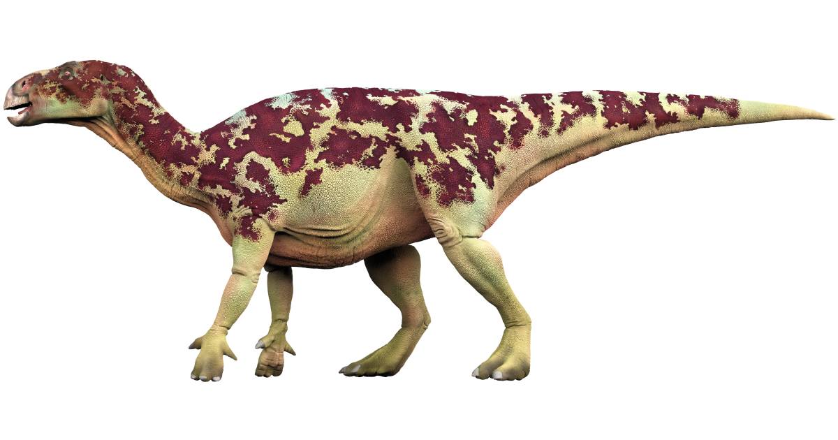 Iguanodonte - AVPH