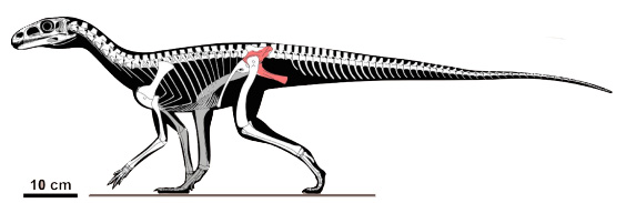 Itaguyra Itaguyra - AVPH