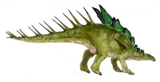 Kentrosaurus aethiopicus Kentrosaurus aethiopicus - AVPH