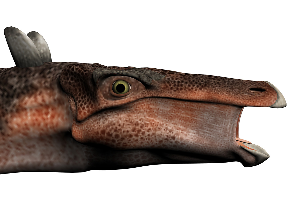 Kentrosaurus aethiopicus Kentrosaurus aethiopicus - AVPH