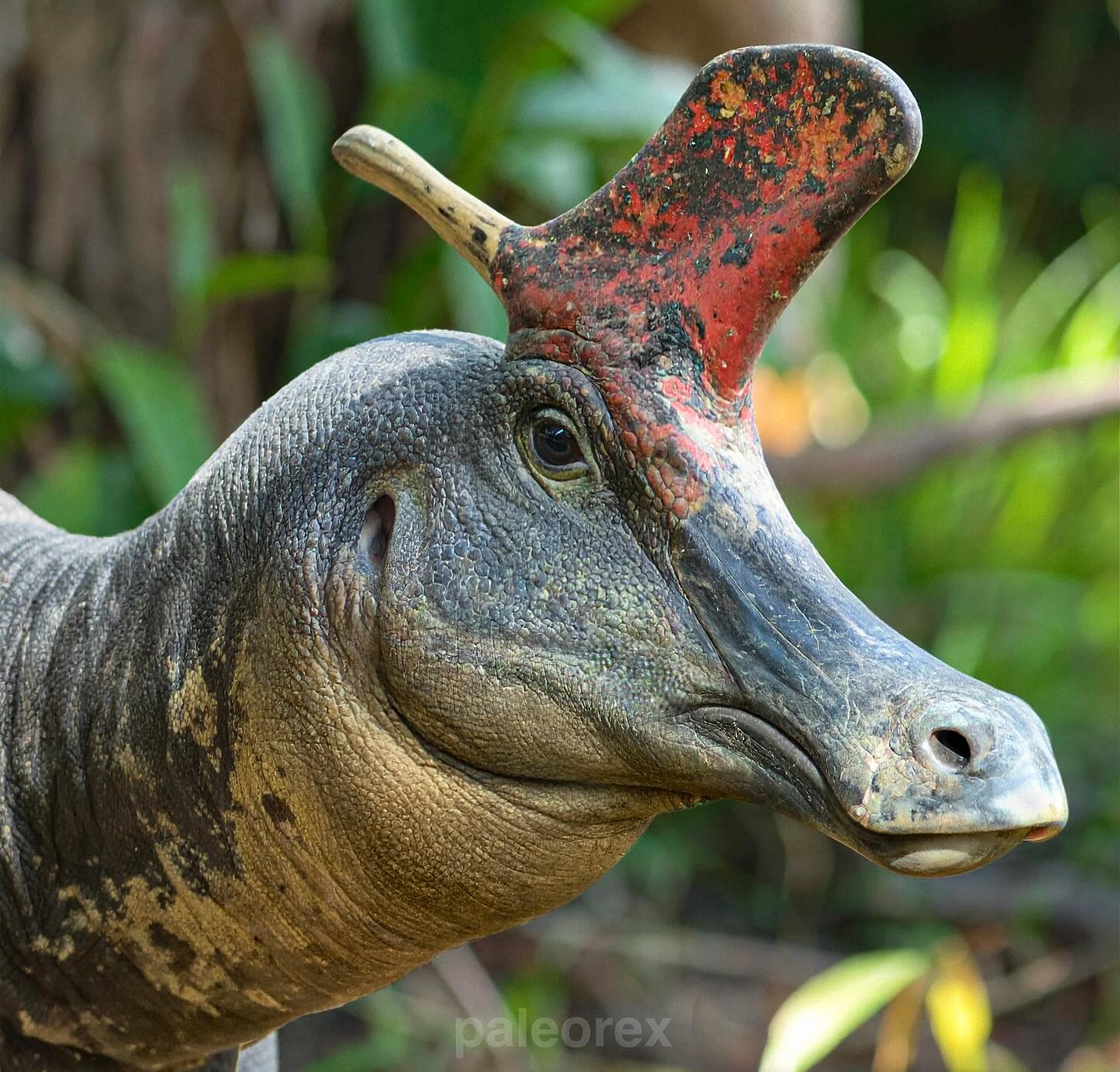 Lambeosaurus lambei Lambeosaurus lambei - AVPH