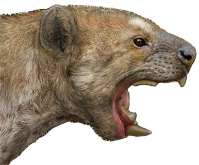 Leão Marsupial  - AVPH