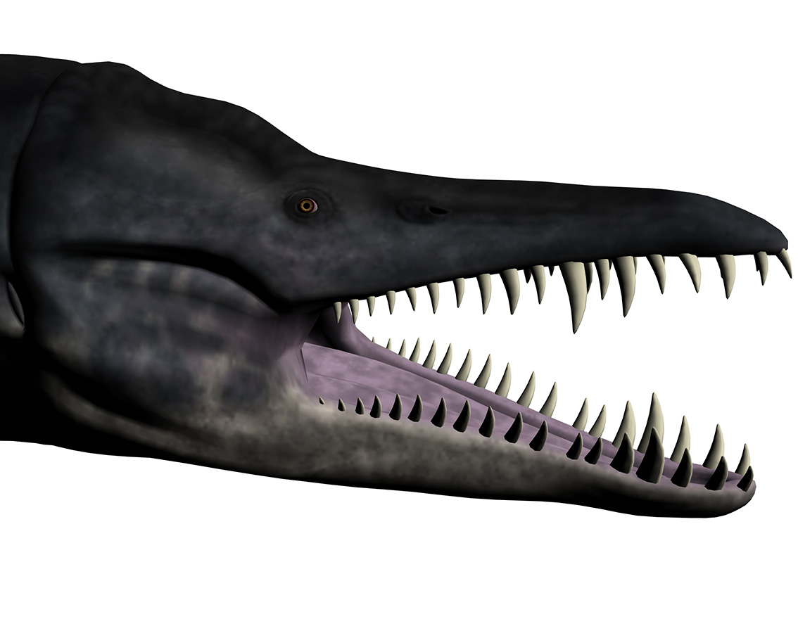 Liopleurodon ferox Liopleurodon ferox - AVPH