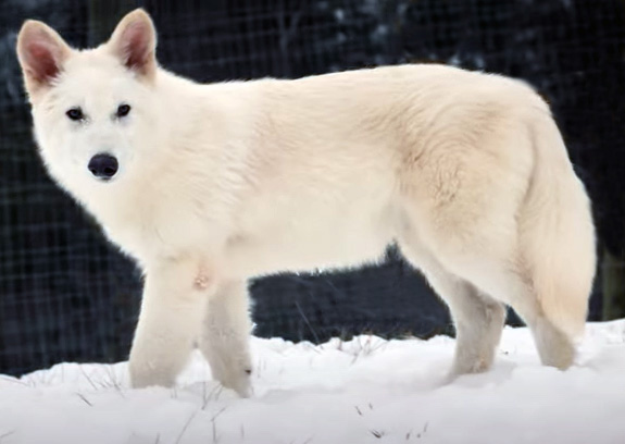 Lobo Terrivel Dire wof Lobo Terrivel Dire wof - AVPH
