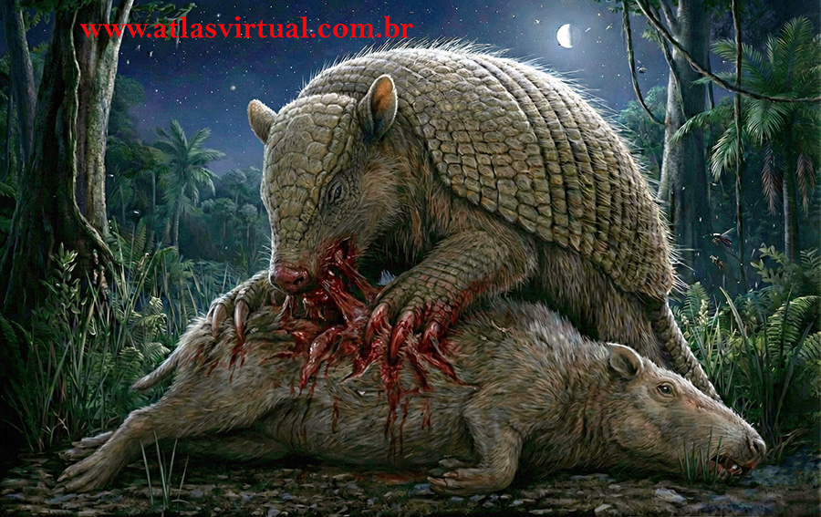 Tatu Gigante Carnívoro - AVPH