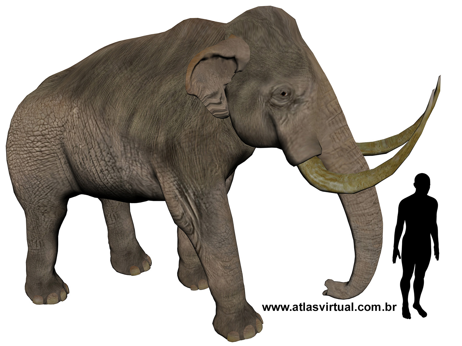 Mammuthus trogontherii Mammuthus trogontherii - AVPH