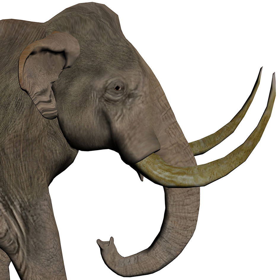 Mammuthus trogontherii Mammuthus trogontherii - AVPH