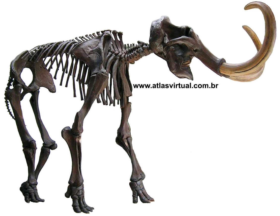 Mammuthus primigenius Mamute lanoso - AVPH