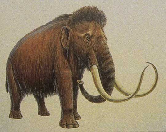 Mammuthus primigenius Mamute lanoso - AVPH
