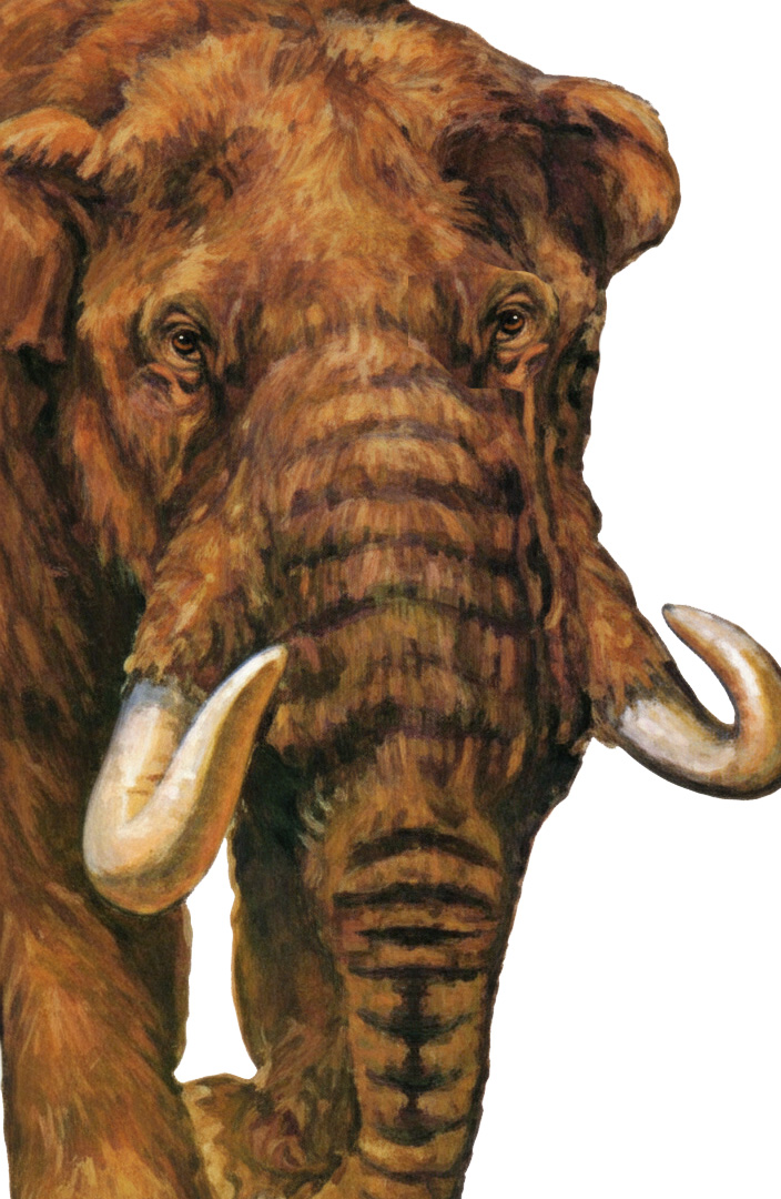 Mammut americanum Mammut americanum - AVPH