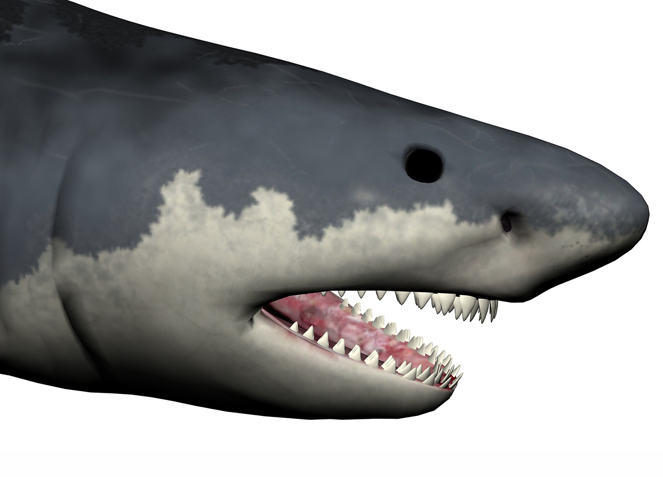 Otodus megalodon Otodus megalodon - AVPH