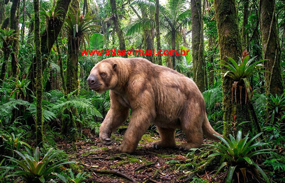 Megalonyx jeffersonii - AVPH