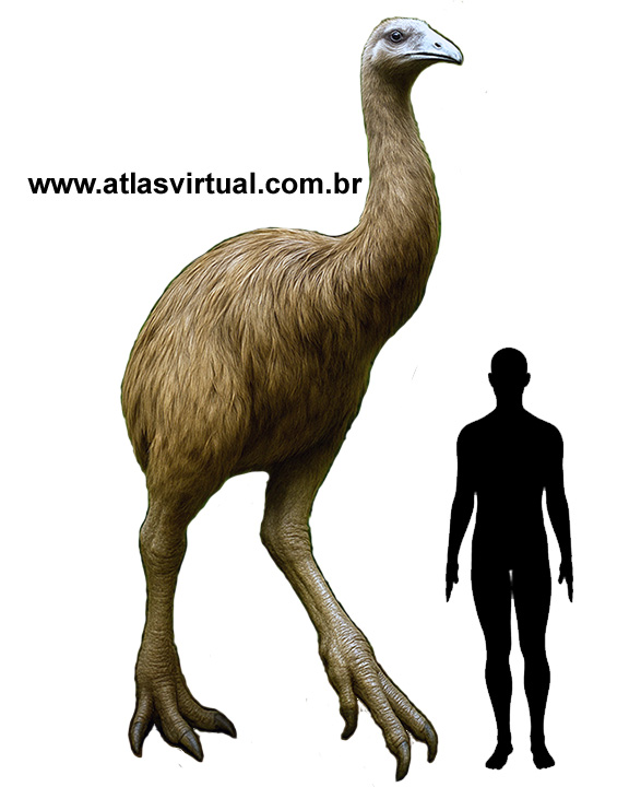 Dinornis robustus Dinornis robustus - AVPH