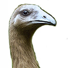 Dinornis robustus Dinornis robustus - AVPH