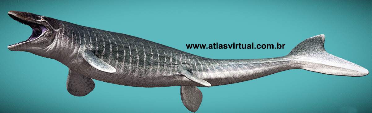 Mosasaurus hoffmannii Mosasaurus hoffmannii - AVPH