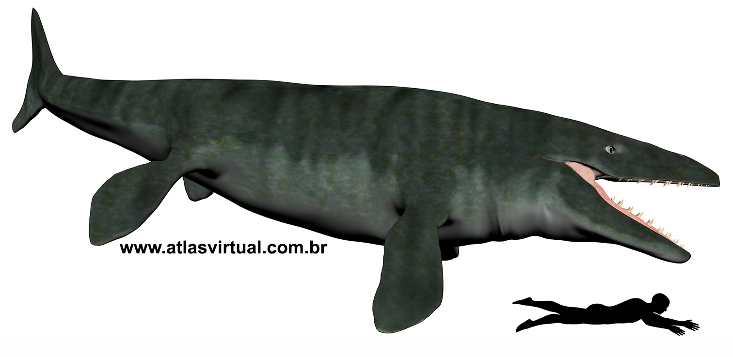 Mosasaurus hoffmannii Mosasaurus hoffmannii - AVPH