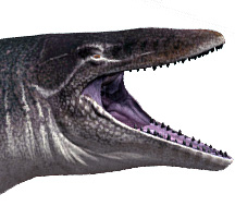 Mosasaurus hoffmannii Mosasaurus hoffmannii - AVPH