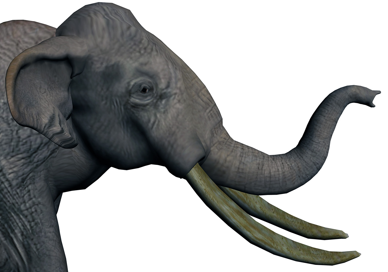 Palaeoloxodon antiquus Palaeoloxodon antiquus - AVPH