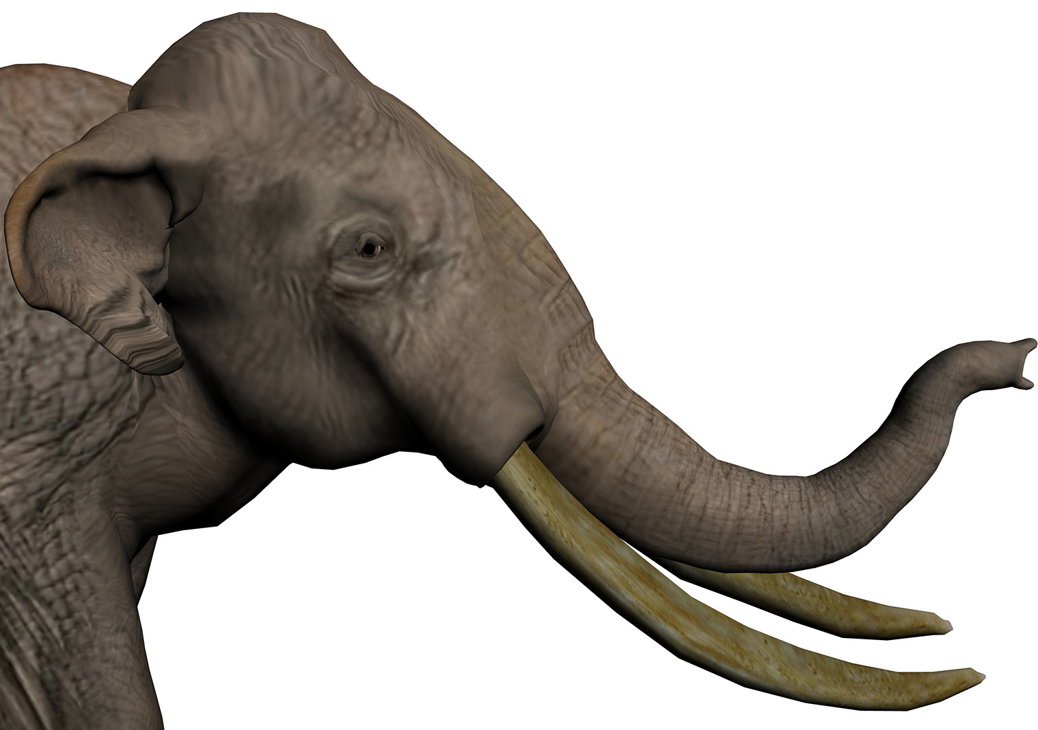Palaeoloxodon namadicus Palaeoloxodon namadicus - AVPH