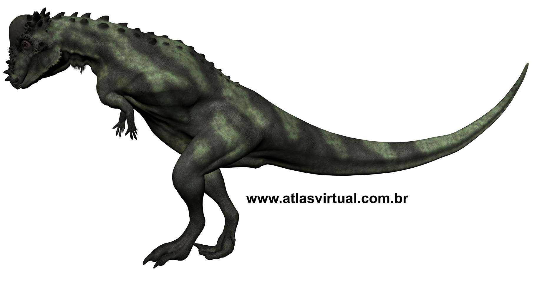 Pachycephalosaurus wyomingensis Pachycephalosaurus wyomingensis - AVPH
