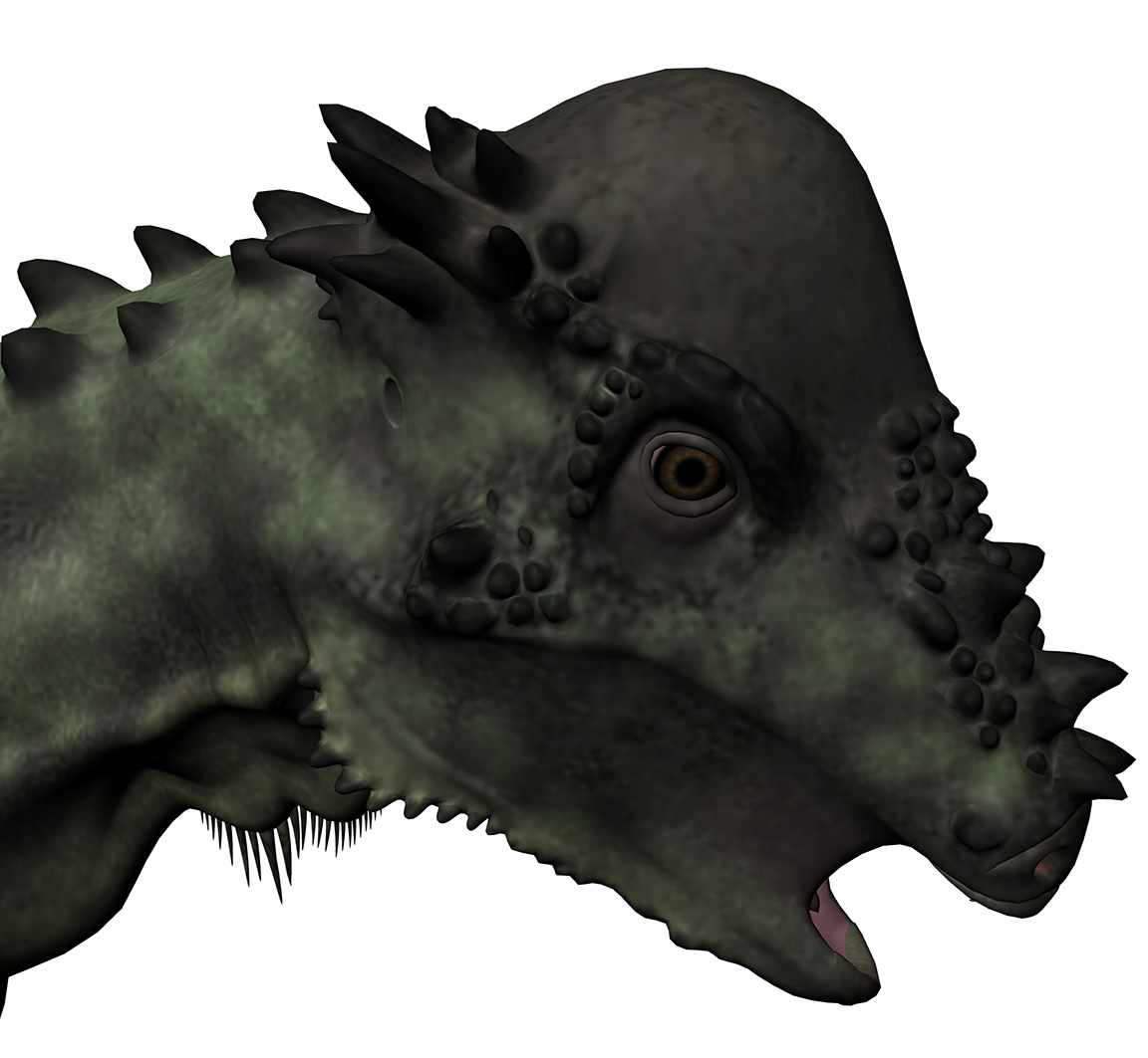 Pachycephalosaurus wyomingensis Pachycephalosaurus wyomingensis - AVPH