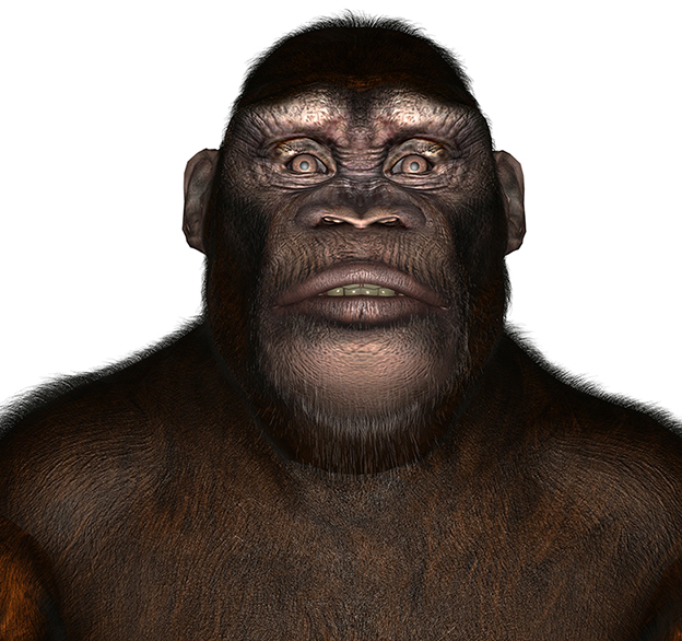 Paranthropus boisei Paranthropus boisei - AVPH