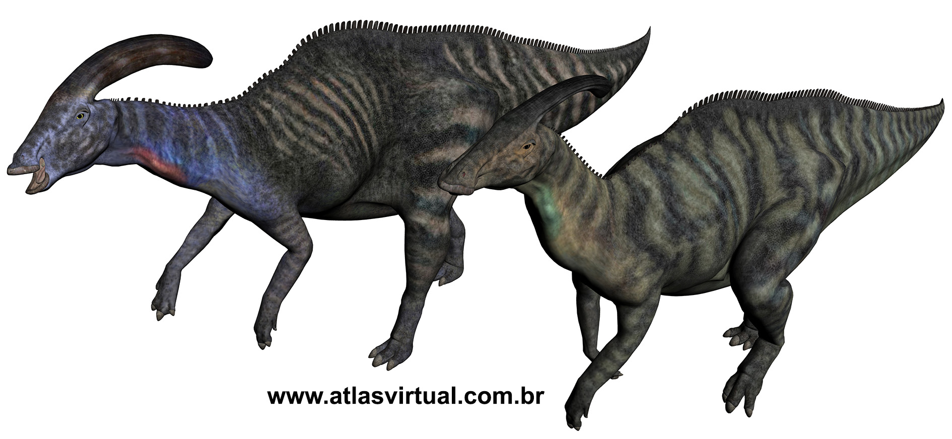 Parasaurolophus walkeri Parasaurolophus walkeri - AVPH